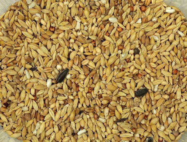 Canary mixture