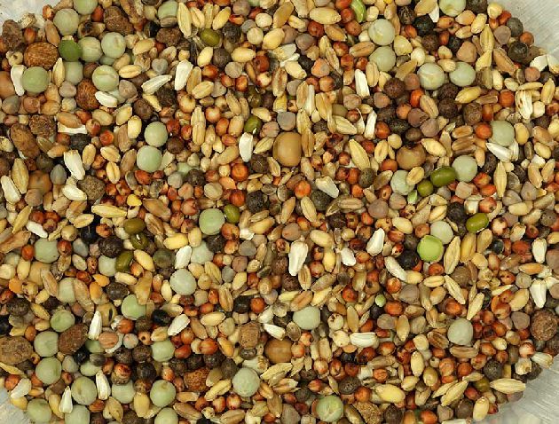 Canary mixture